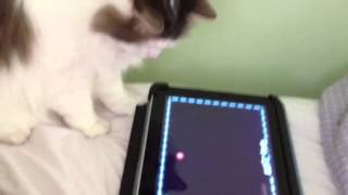 Daisy playing on iPad