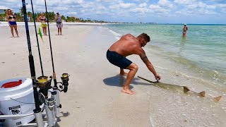 Tons Of Shark & Sawfish On Fort Myers Beach