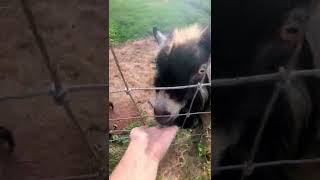 snack time! #shorts #goats #funny #farmlife #homestead #animals