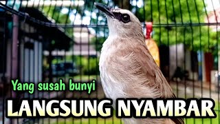 trucukan gacor EMOSI ROPEL PANJANG pancingan trucukan agar bunyi JADIKAN burung trucukan gacor NYAUT