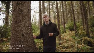 Ireland's Trees - EPISODE 2   SITKA SPRUCE