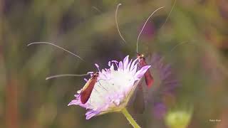 Fairy Longhorn Moths (Adelidae)