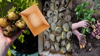 What Happens When you Plant Potatoes In Cardboard  Boxes?