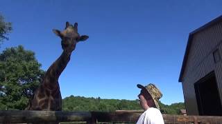 You won't believe how this man feeds his Giraffe?!?! Viewer Discretion Advised!