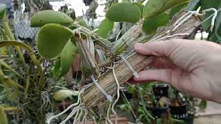 COM ESSE REPLANTE VOCÊ NÃO PERDE SUA ORQUÍDEA CATTLEYA Cultivo para Iniciantes