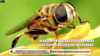 Южноамериканская плодовая муха Anastrepha fraterculus (Wiedemann)