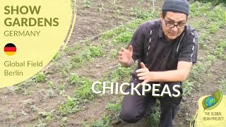 Surprised by Chickpeas? (June) – Global Field Berlin 🇩🇪 #5 | Global Bean Show Gardens