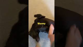 Cute dog video ￼