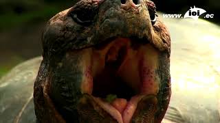 Galapagos Conservation Volunteers