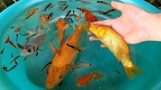 Cute Baby Fish Molly Guppy Pink Fish Swordtail Perch Catfish Goldfish Koi Carp animals Videos