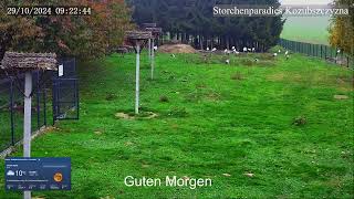 2024 10 29 Storchenparadies Kozubszczyzna, Guten Morgen