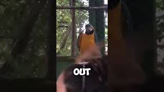 macaw bird wants to join a party