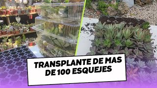 COMO ENRAIZANDO más de 100 ESQUEJES o CORTES de SUCULENTAS sin raices con total EXITO 😃👍