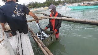 EP,125 pag hatak ng giant panggal at bintahan ng batalay sa patnanungan Quezon