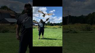 The whole family had fun at New England Falconry #falconry #vermont #familyday #outdoors