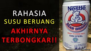 RAHASIA SUSU BERUANG TERBONGKAR!! Jarang Diketahui Orang Selama Ini