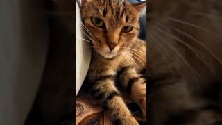 Cute cat #shorts #cats #youtube #funnyvideo #ASMR