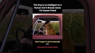 This Dog is As Intelligent As A Human And It Bravely Saves His Human Friend PT1 #shorts #short