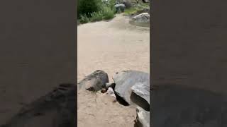 Vacation trip fun games ep 1 who can throw the rock the farthest w/ Rock Eater