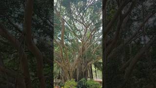 Maui Beauty - Kepaniwai Park at the entrance to Iao Valley is Magestic! Amazing History #shorts