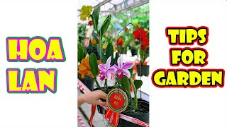 Lần đầu nhìn thấy hoa Lan Cattleya rất đẹp