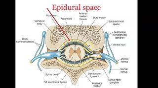 bio 4_Module8_Ch 14_Spinal nerves 3