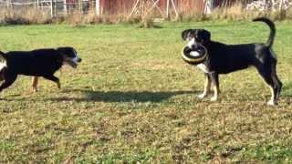 Der Entlebucher Sennenhund