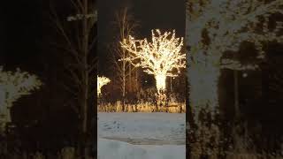 #winter #snow #newyear #lights #christmastree #christmasdecor #goldentree #snowfall #skolkovo