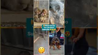 Funny Animal Videos 2022 | Funniest Cute Cats And Dogs Video #cat #shorts #animals #trending #tiktok