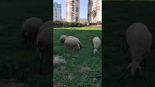 Silifke city 😂🐑🐏