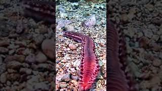 👹 10 Inches Long FireWorm Slithering Along The slopes Of Mount Doom.