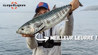 Un lancer un poisson (9) - Pélamide du matin au Smart Minnow 145