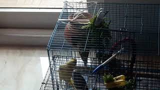 All My Parrots In the Blue cage XD| My Parrots Vlog #| elephanter Gaming