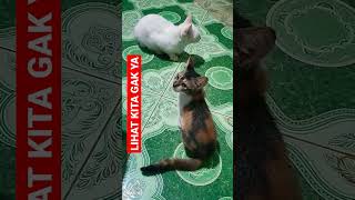 TENGOK GAK YA #shorts #kucing #kucingimut #kucinglucu #kucingkampung #cats #viral #istanalokajaya