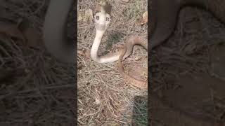 COBRA SNAKE 🐍