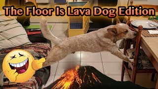 Dog Edition The Floor is Lava Challange compilation