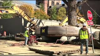 Centuries old tree moved to new campus home