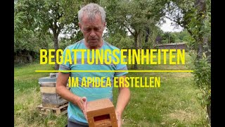 Begattungseinheiten bilden - Apidea