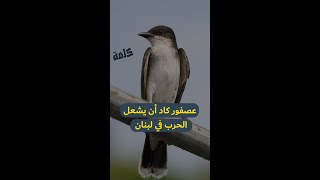 عصفور كاد يشعل حربا في لبنان ويحرج إسرائيل