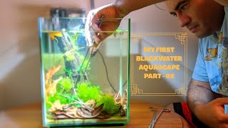 Blackwater Low Tech Aquascape Part - 02