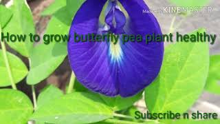 Butterfly pea plant