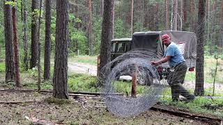 Выпуск благородного оленя