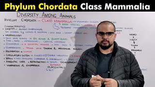 Class Mammalia (Phylum Chordata of kingdom Animalia)