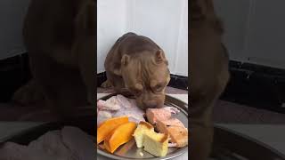 BEST DOG EATING FOOD #dogfood #dog #eating #tiktok #douyin #shorts