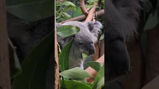 I can't believe we got this close 😳🐨 | ZooTampa Koala Encounter #florida #travel #zoo