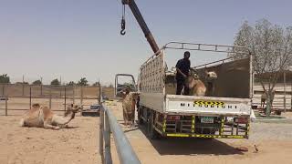 Camel Loading in Truck With Crean  | Big Camel | Dubai Camel Gulf Camel UAE