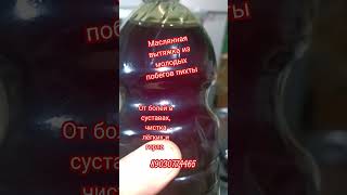 Маслянная вытяжка из молодых побегов пихты Сибирской. #маслопресс