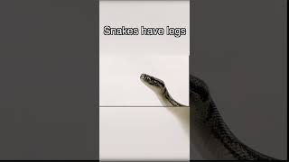 Snakes have legs?