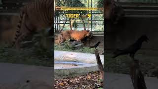 चिड़ियाघर में नए नए पशु🐅पक्षियों 🦚को देखने का मौक़ा मिला??#zoo #animals #birds #shorts #trending