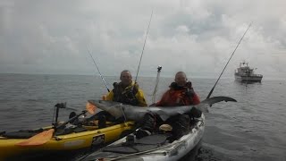 Blue shark kayak angling 2015